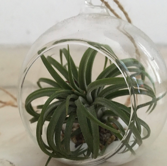 Air_plant