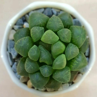 Crystal_succulent-1