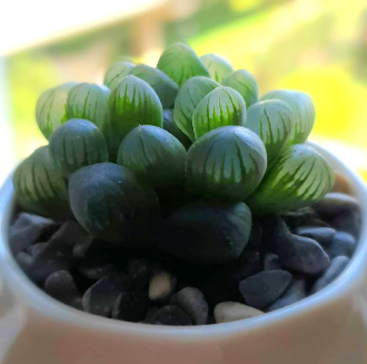 Crystal_succulent