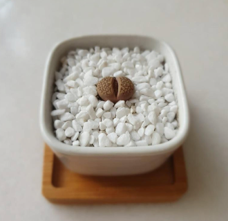 Lithops__Butt_Plant_