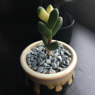 Single_Corpuscularia_Lehmannii