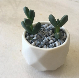 Succulent_-_Corpuscularia_lehmannii___white_ceramic_pot__Gardening__Plants_on_Carousell