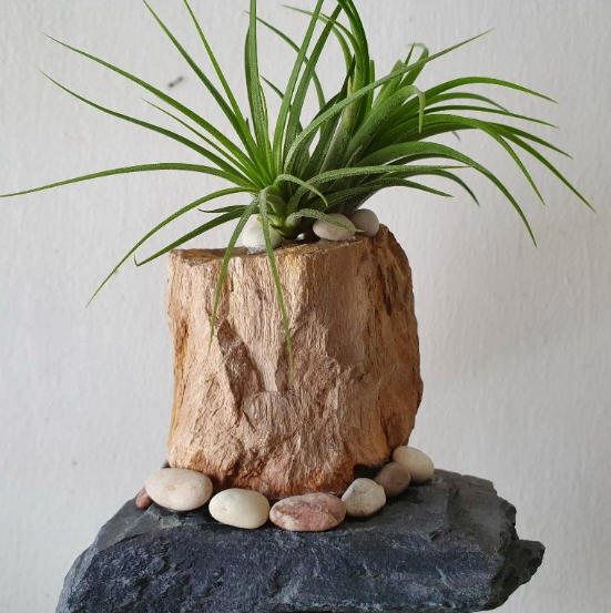 Air_plant_-_on_a_petrified_wood___stone_base_-_S1