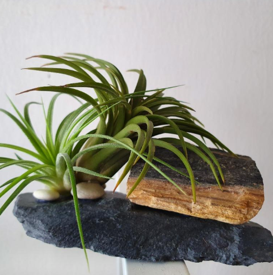 Air_plant_-_on_a_petrified_wood___stone_base_-_S2