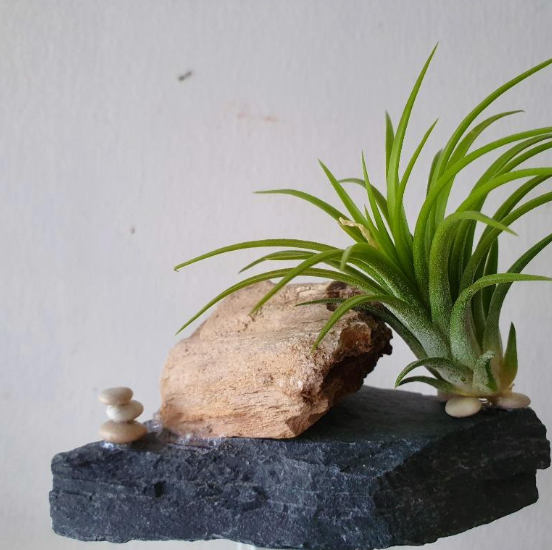 Air_plant_-_on_a_petrified_wood___stone_base_-_S3