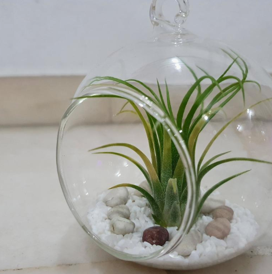 air_plant__glass_ball__-_G2