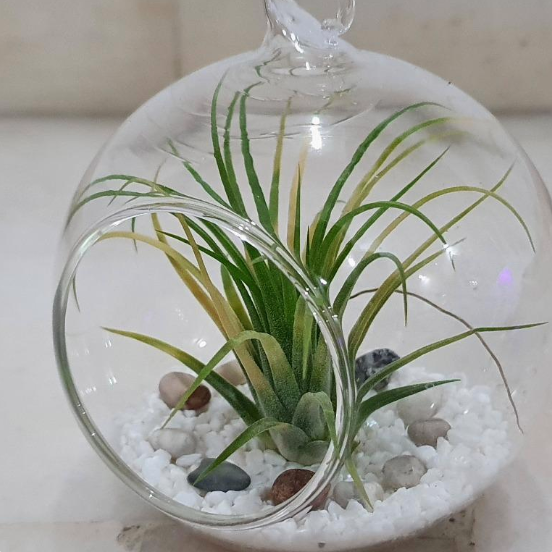 air_plant__glass_ball__-_G3