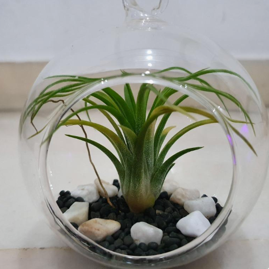 air_plant__glass_ball__-_G4