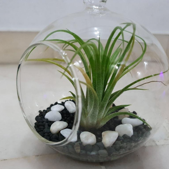 air_plant__glass_ball__-_G5