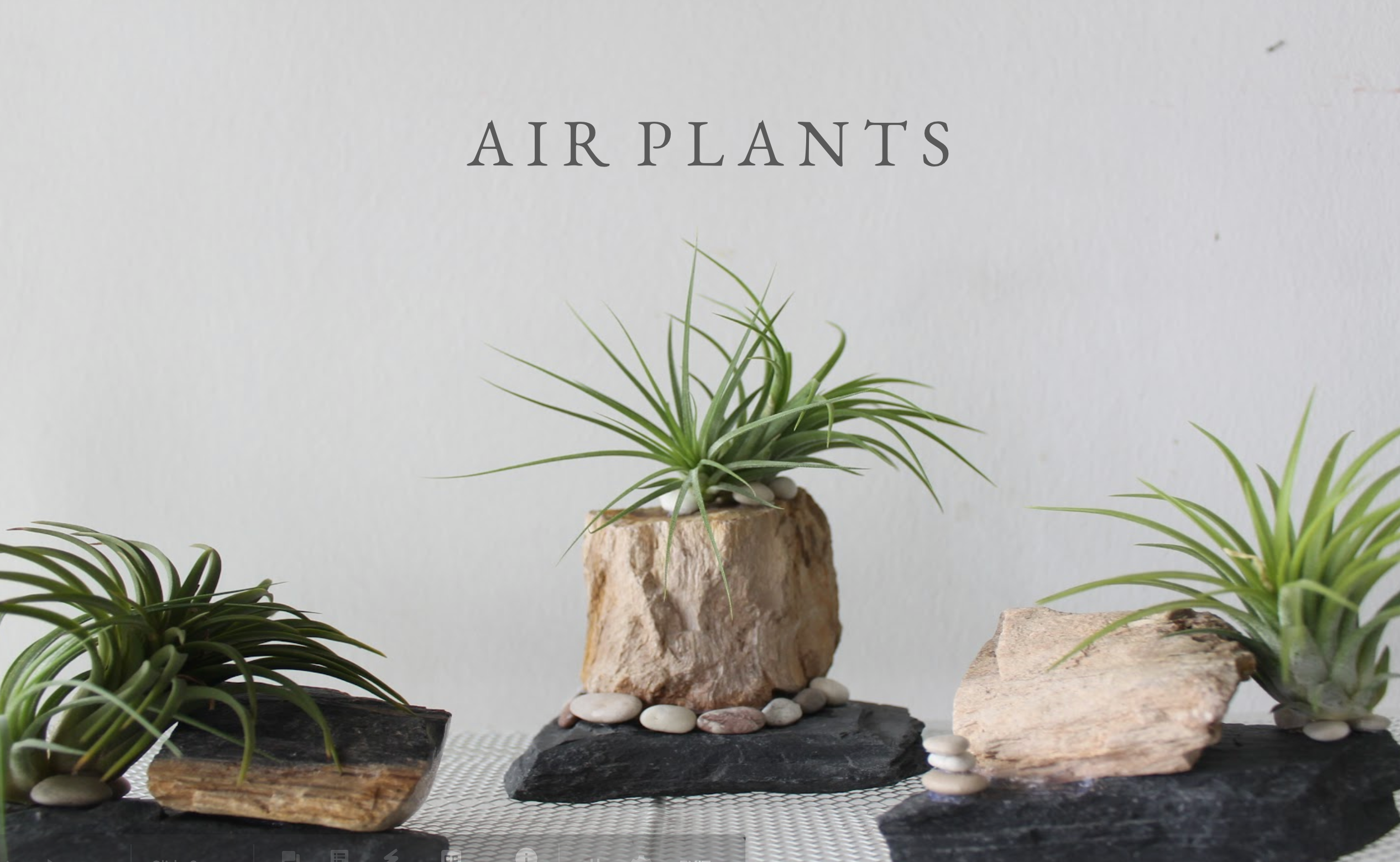 air_plants