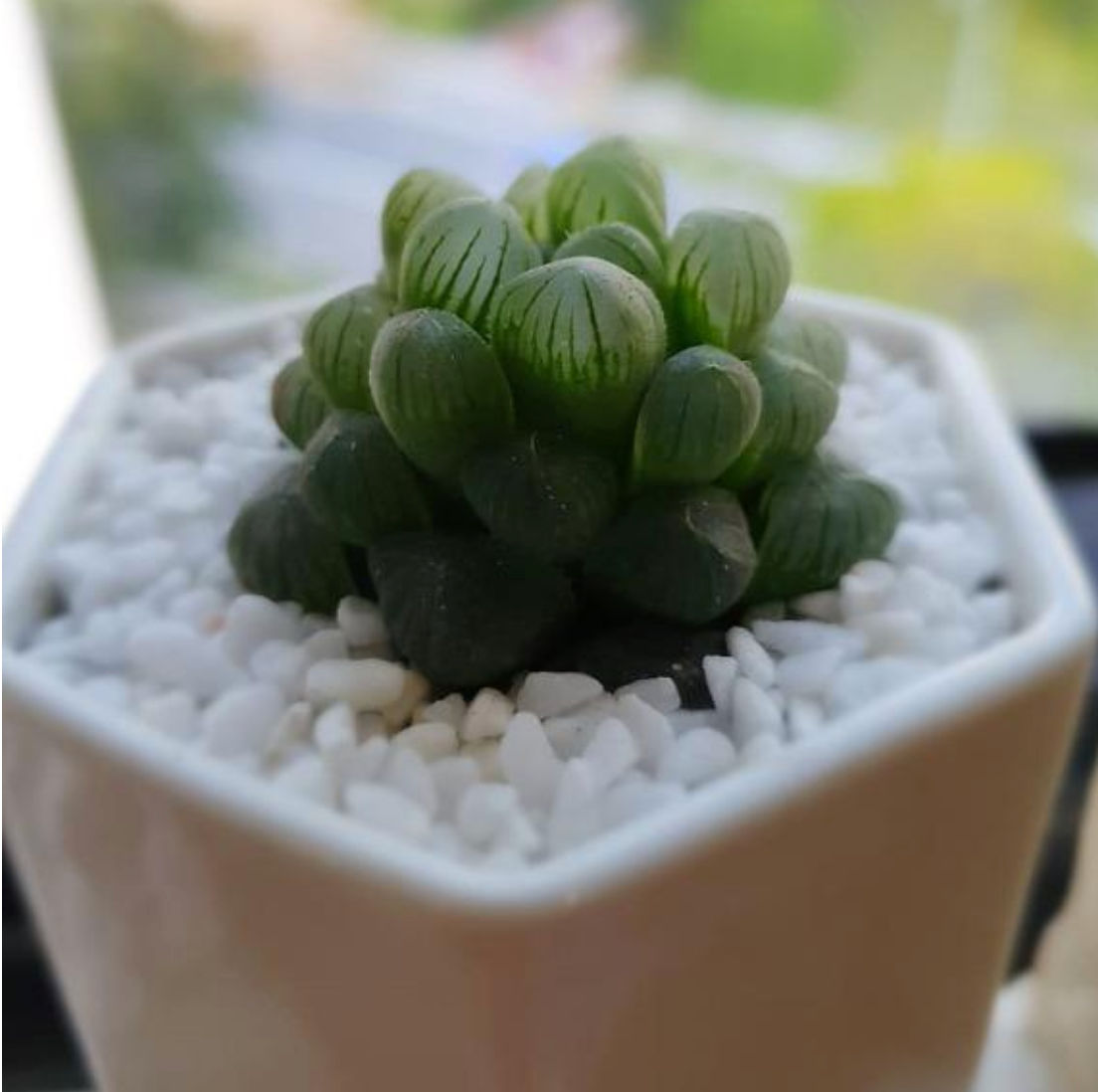 crystal succulent